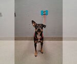 Small Rottweiler Mix
