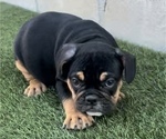 Small Photo #5 English Bulldog Puppy For Sale in SALT LAKE CITY, UT, USA
