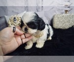 Puppy 1 Shih Tzu