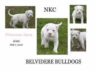 American Bulldog Puppy for sale in BELVIDERE, TN, USA