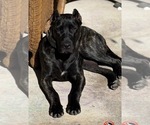 Small #2 America Bandogge Mastiff-American Bandogge Mix