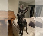 Small #1 Dutch Shepherd -German Shepherd Dog Mix
