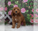 Small Photo #3 Goldendoodle Puppy For Sale in WARSAW, IN, USA