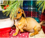Small Photo #16 Dachshund Puppy For Sale in WAKARUSA, IN, USA