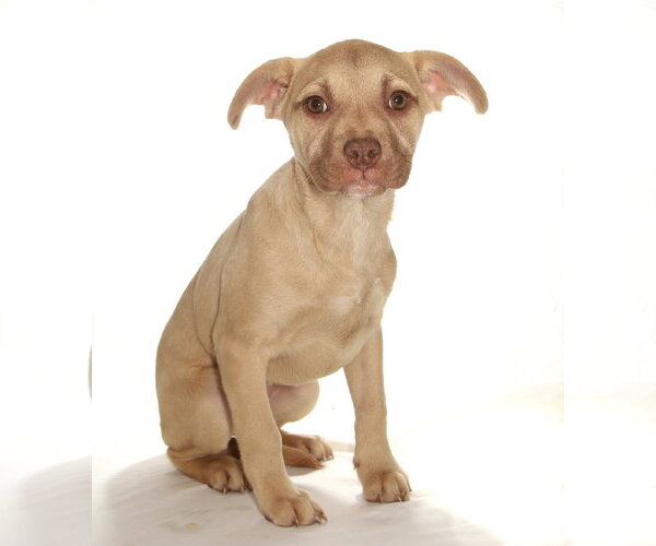 Medium Photo #2 French Bulldog-Siberian Husky Mix Puppy For Sale in Oakland Park, FL, USA