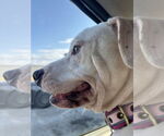 Small #2 American Staffordshire Terrier Mix