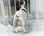 Small Photo #10 French Bulldog Puppy For Sale in VILLA PARK, IL, USA