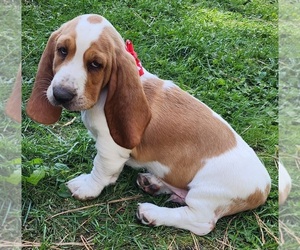 Basset Hound Puppy for sale in MEAD, WA, USA