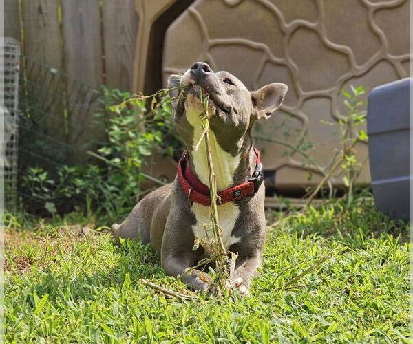 Medium Photo #25 Mutt Puppy For Sale in Mount Laurel, NJ, USA