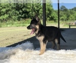 Small Photo #10 German Shepherd Dog Puppy For Sale in HOUSTON, TX, USA