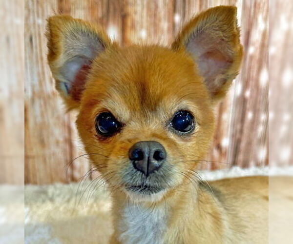 Medium Photo #10 Pomeranian-Unknown Mix Puppy For Sale in Arlington, VA, USA