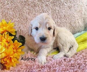 Goldendoodle Puppy for sale in GREENBANK, PA, USA