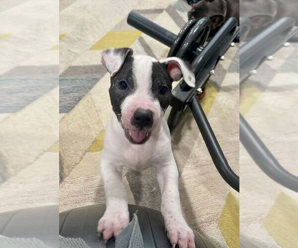 Medium Photo #1 Mutt Puppy For Sale in New York, NY, USA