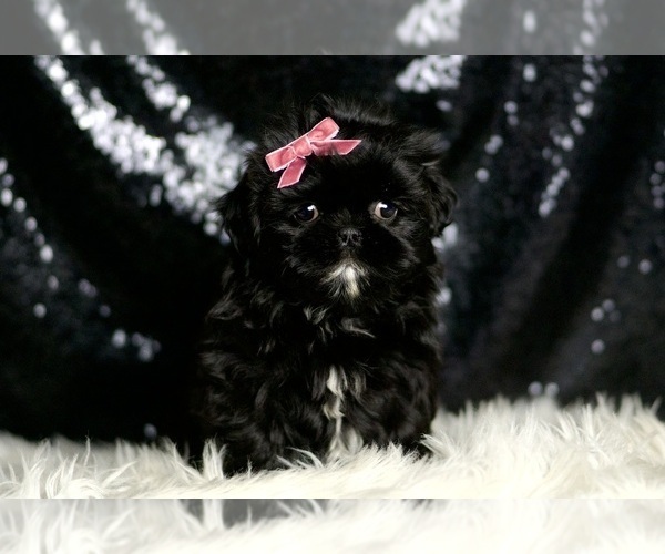 Medium Photo #6 Shih Tzu Puppy For Sale in WARSAW, IN, USA