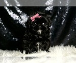 Small #5 Shih Tzu
