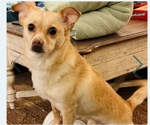 Medium Photo #4 Chihuahua-Unknown Mix Puppy For Sale in Fairfax, VA, USA