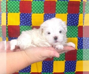 Maltese Puppy for sale in WINNSBORO, LA, USA