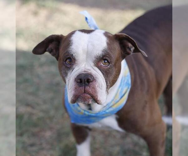 Medium Photo #1 Bulldog-Unknown Mix Puppy For Sale in San Antonio, TX, USA