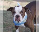 Small Bulldog Mix