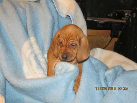 Medium Photo #9 Redbone Coonhound Puppy For Sale in GUERNSEY, OH, USA