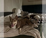 Small #10 American Pit Bull Terrier