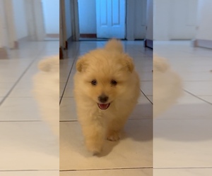 Pomeranian Puppy for sale in EWA BEACH, HI, USA