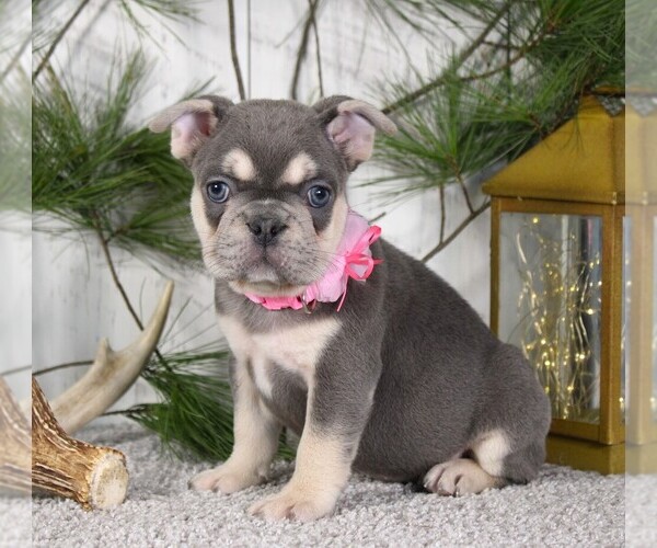 Medium Photo #1 French Bulldog Puppy For Sale in FRESNO, OH, USA