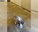 Small Photo #9 Siberian Husky Puppy For Sale in IOWA, LA, USA