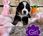 Small Photo #2 Bernese Mountain Dog Puppy For Sale in BRANSON, MO, USA