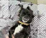 Small #2 Pug Mix