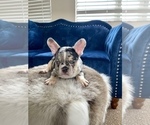 Small Photo #18 French Bulldog Puppy For Sale in MEMPHIS, TN, USA