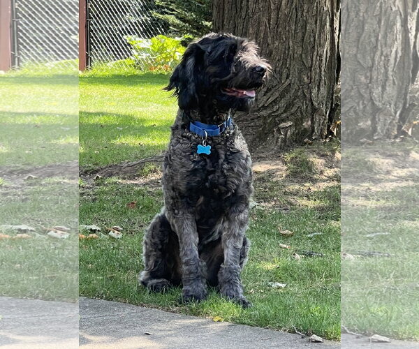 Medium Photo #2 Labradoodle Puppy For Sale in Plainfield, IL, USA