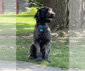 Bruno - Male Labradoodle Dog for Adoption - Photo #2