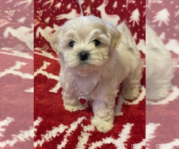 Medium Photo #1 ShihPoo Puppy For Sale in CUMBERLAND, MD, USA