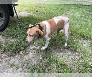 English Coonhound-Unknown Mix Dogs for adoption in Houston, TX, USA