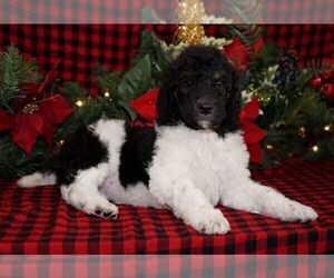 Poodle (Standard) Puppy for Sale in HUTCHINSON, Kansas USA