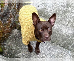 American French Bull Terrier Dogs for adoption in Berkeley, CA, USA