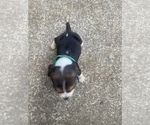 Small Photo #2 Beagle Puppy For Sale in HAZEL GREEN, AL, USA