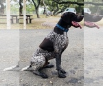 Small Photo #4 German Shorthaired Pointer Puppy For Sale in SPRING BRANCH, TX, USA