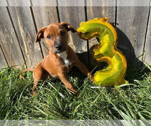 American Pit Bull Terrier-Unknown Mix Dogs for adoption in Germantown, OH, USA