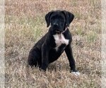 Small Photo #14 Cane Corso Puppy For Sale in FAYETTEVILLE, NC, USA