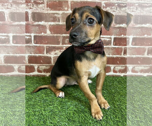 Medium Photo #4 Chihuahua-Unknown Mix Puppy For Sale in Corona, CA, USA