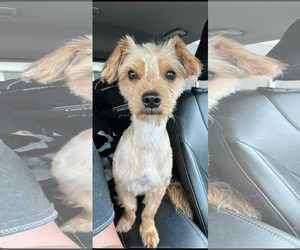 Silky Terrier-Unknown Mix Dogs for adoption in Coralville, IA, USA