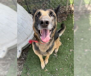 German Shepherd Dog-Unknown Mix Dogs for adoption in Ventura, CA, USA