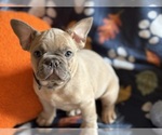 Small #4 French Bulldog