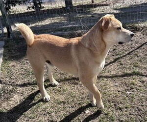 German Shepherd Dog-Huskies  Mix Dogs for adoption in Polson, MT, USA