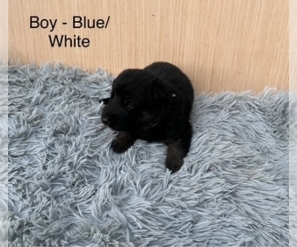 Medium Photo #3 German Shepherd Dog Puppy For Sale in PLYMOUTH, IN, USA