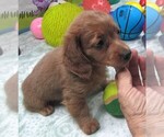 Small #1 Chiweenie