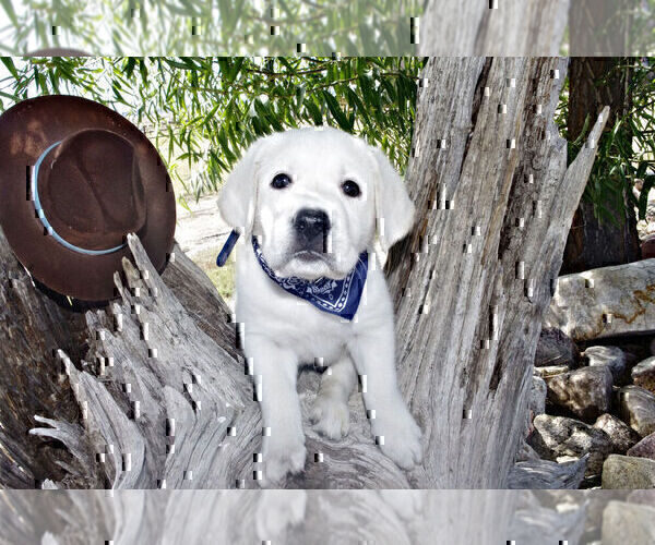 Medium Photo #2 Labrador Retriever Puppy For Sale in DENVER, CO, USA