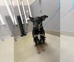 Small German Shepherd Dog Mix